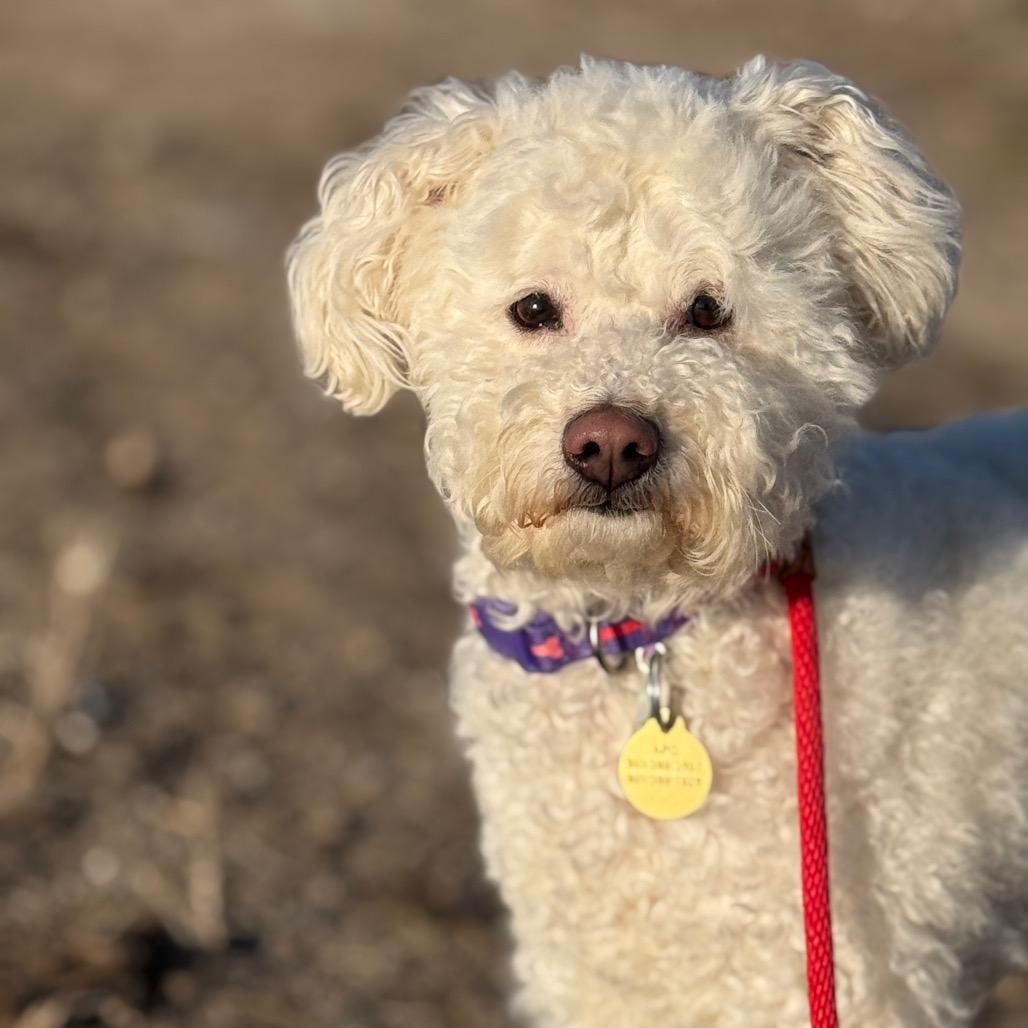 Enlarge Cotton Candy, a Adoptable Poodle in Spanish Fork, UT image 3/5