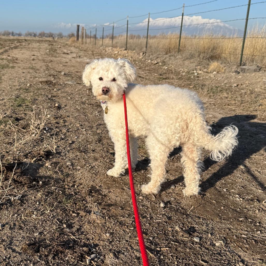 Enlarge Cotton Candy, a Adoptable Poodle in Spanish Fork, UT image 4/5