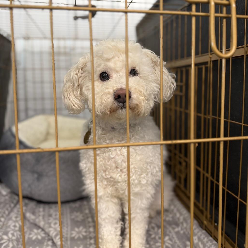 Enlarge Cotton Candy, a Adoptable Poodle in Spanish Fork, UT image 5/5