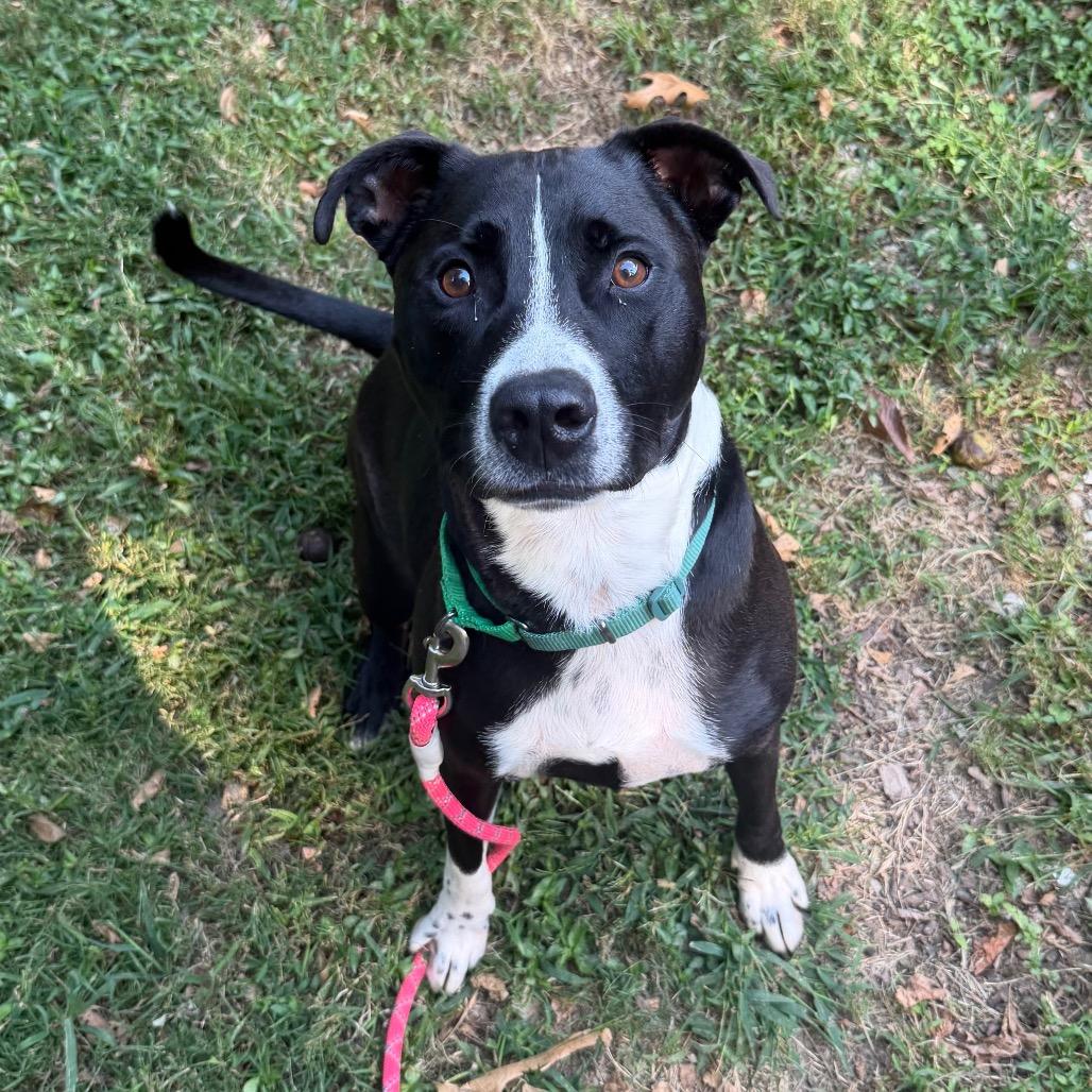 Rubble, Adoptable, Adult Male Mixed Breed.