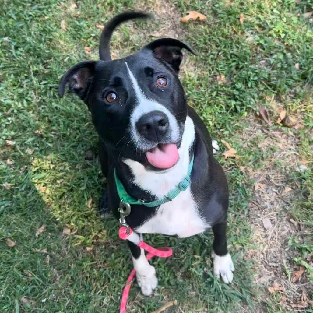 Enlarge Rubble, a Adoptable Mixed Breed in Edwardsville, IL image 2/3