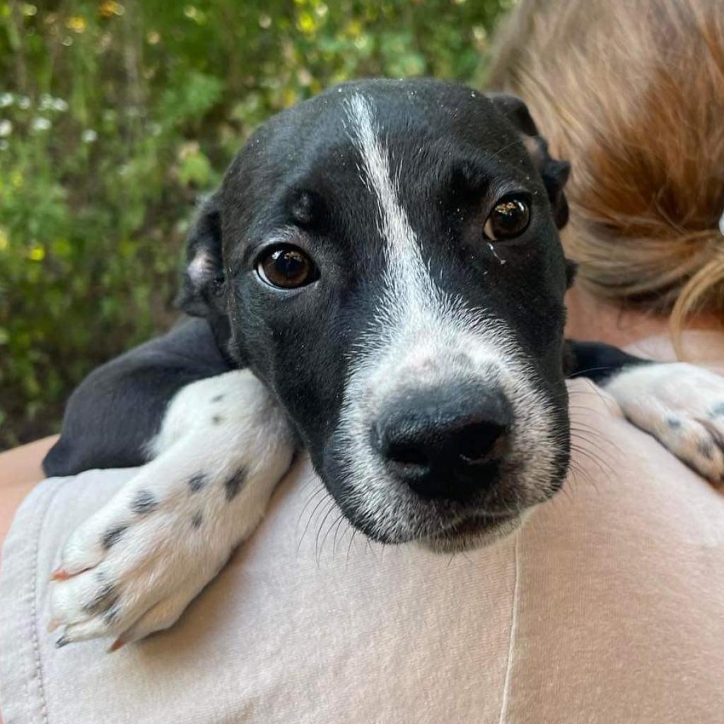 Enlarge Rubble, a Adoptable Mixed Breed in Edwardsville, IL image 3/3