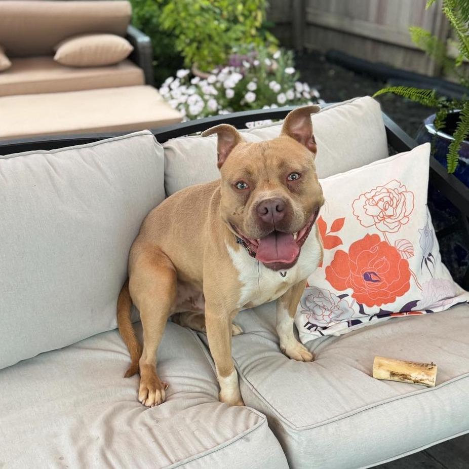 Enlarge Porky (In Foster), a Adoptable Pit Bull Terrier in Vineland, NJ image 2/4