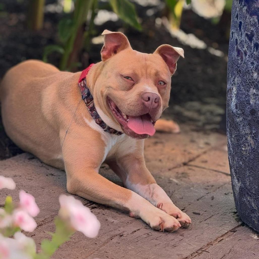 Enlarge Porky (In Foster), a Adoptable Pit Bull Terrier in Vineland, NJ image 3/4