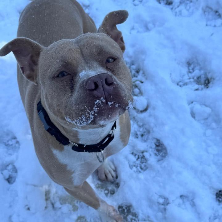 Enlarge Porky (In Foster), a Adoptable Pit Bull Terrier in Vineland, NJ image 4/4
