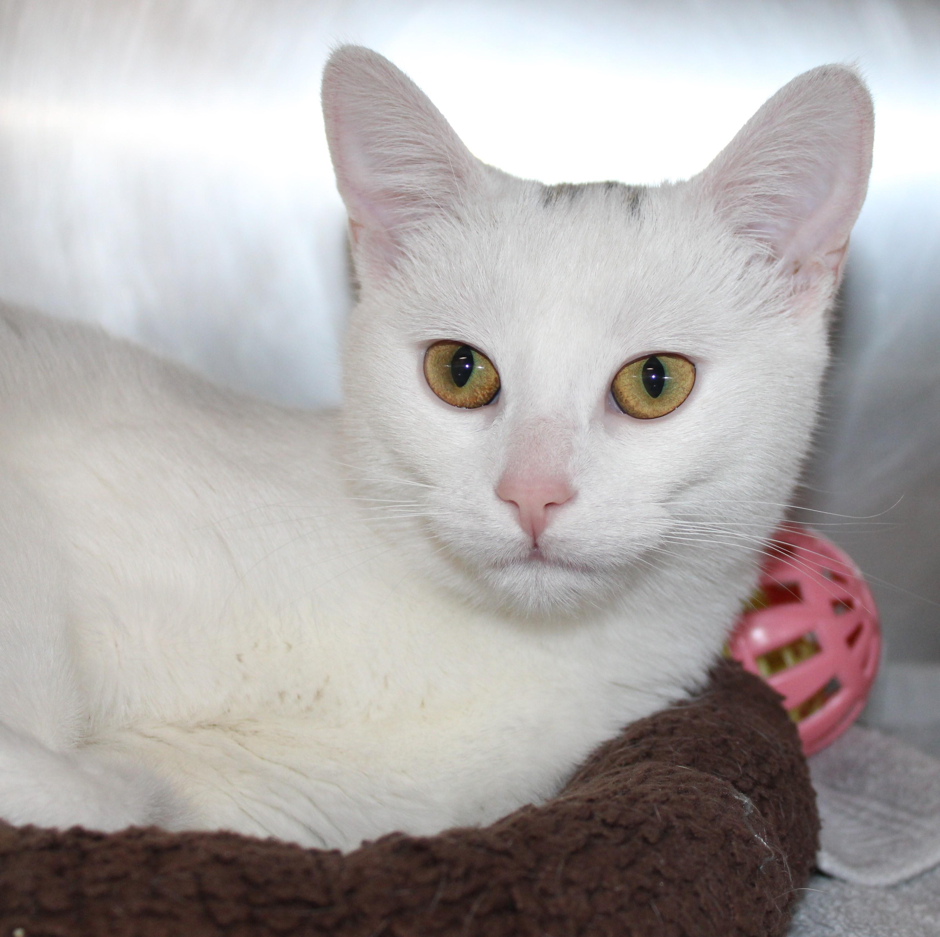 Smudge, adopted, Adult Female Domestic Short Hair.