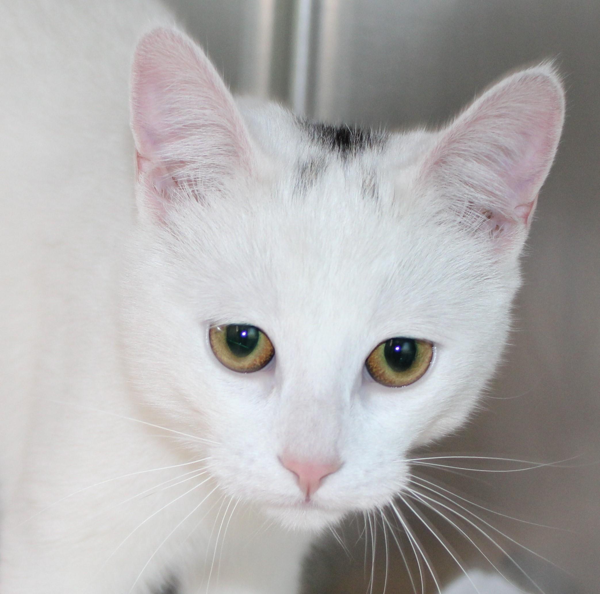 Enlarge Smudge, an adopted Domestic Short Hair in Mississauga, ON image 2/2