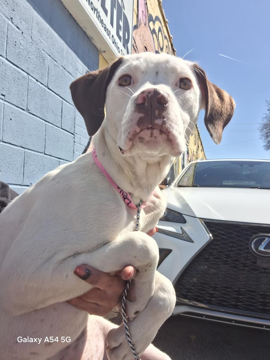 Devon, Adoptable, Young Female American Bulldog.