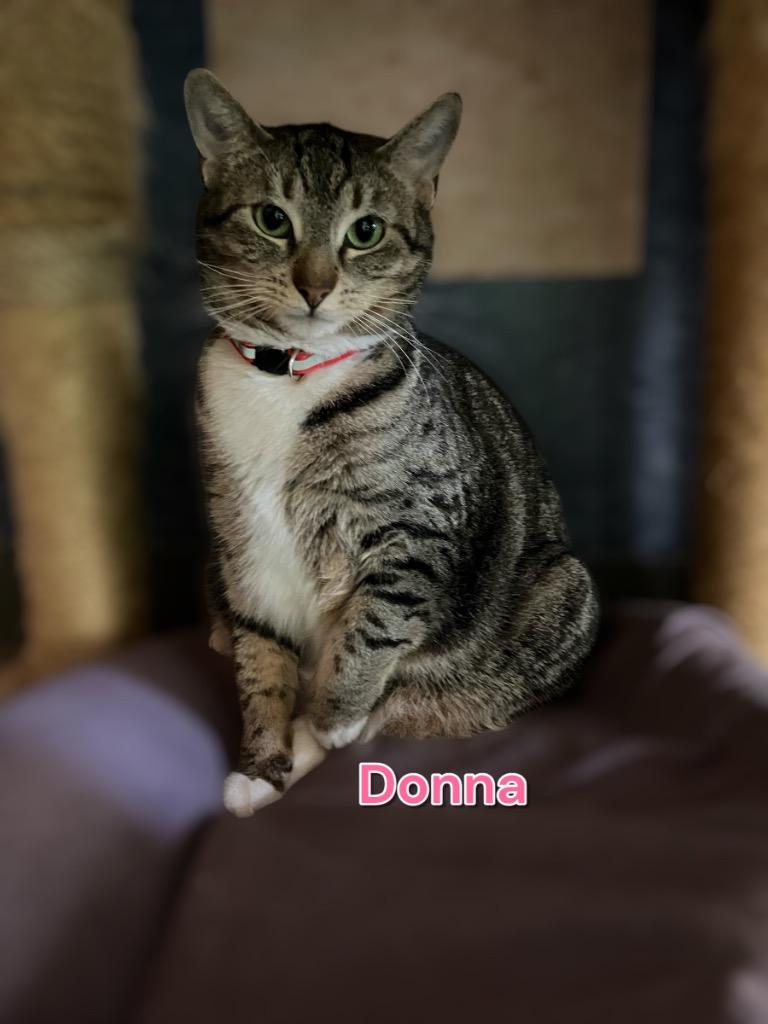 Enlarge Donna, a Adoptable mixed breed in Jim Thorpe, PA image 1/5