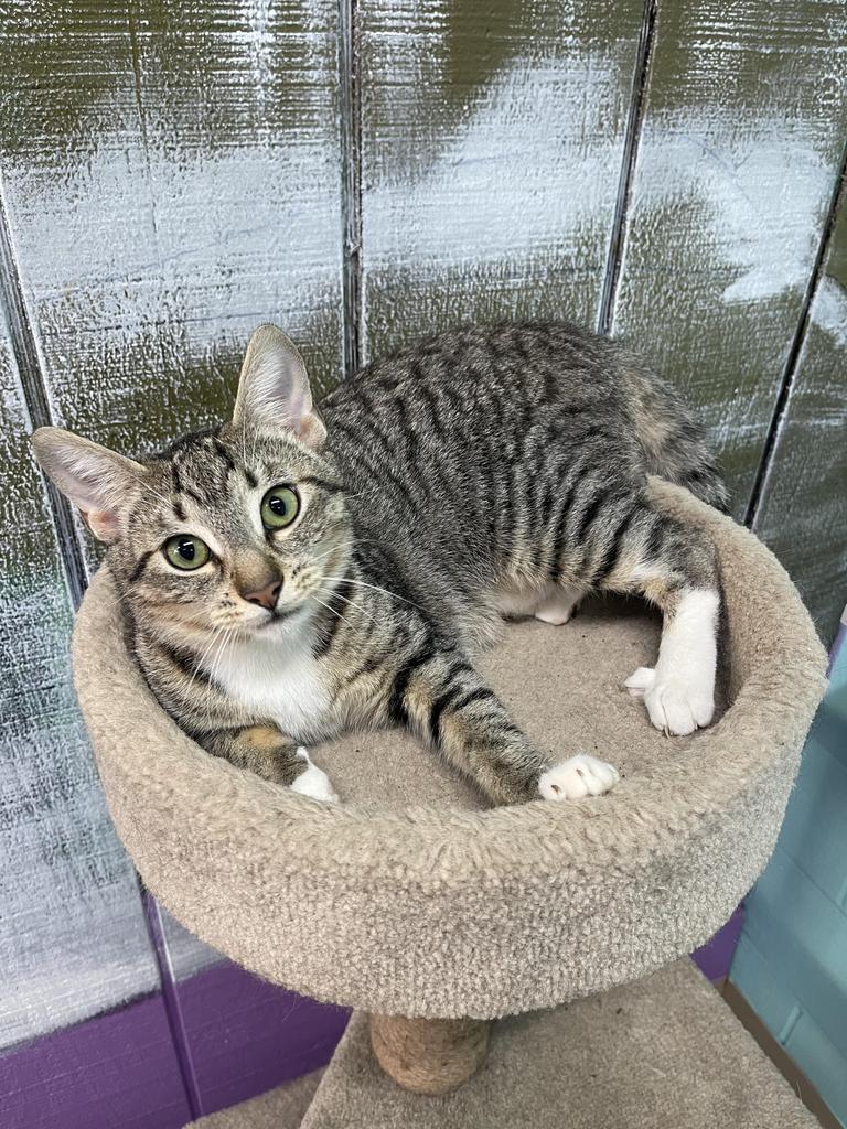 Enlarge Donna, a Adoptable mixed breed in Jim Thorpe, PA image 2/5