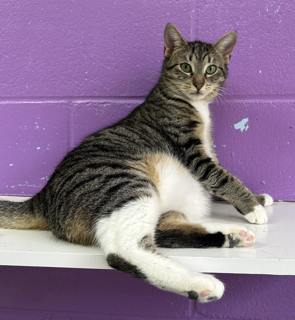 Enlarge Donna, a Adoptable mixed breed in Jim Thorpe, PA image 3/5