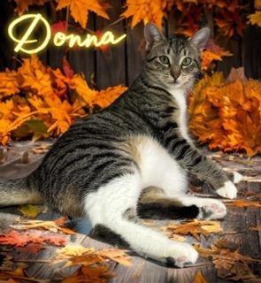 Enlarge Donna, a Adoptable mixed breed in Jim Thorpe, PA image 5/5