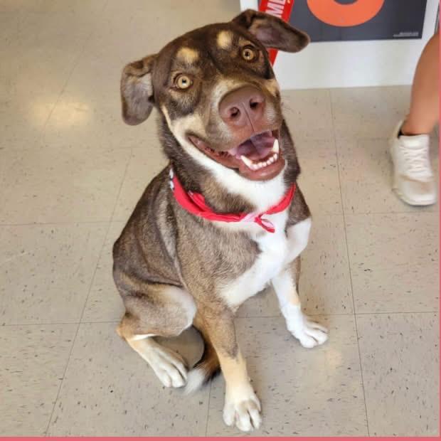 Woody, Adoptable, Adult Male Mixed Breed.