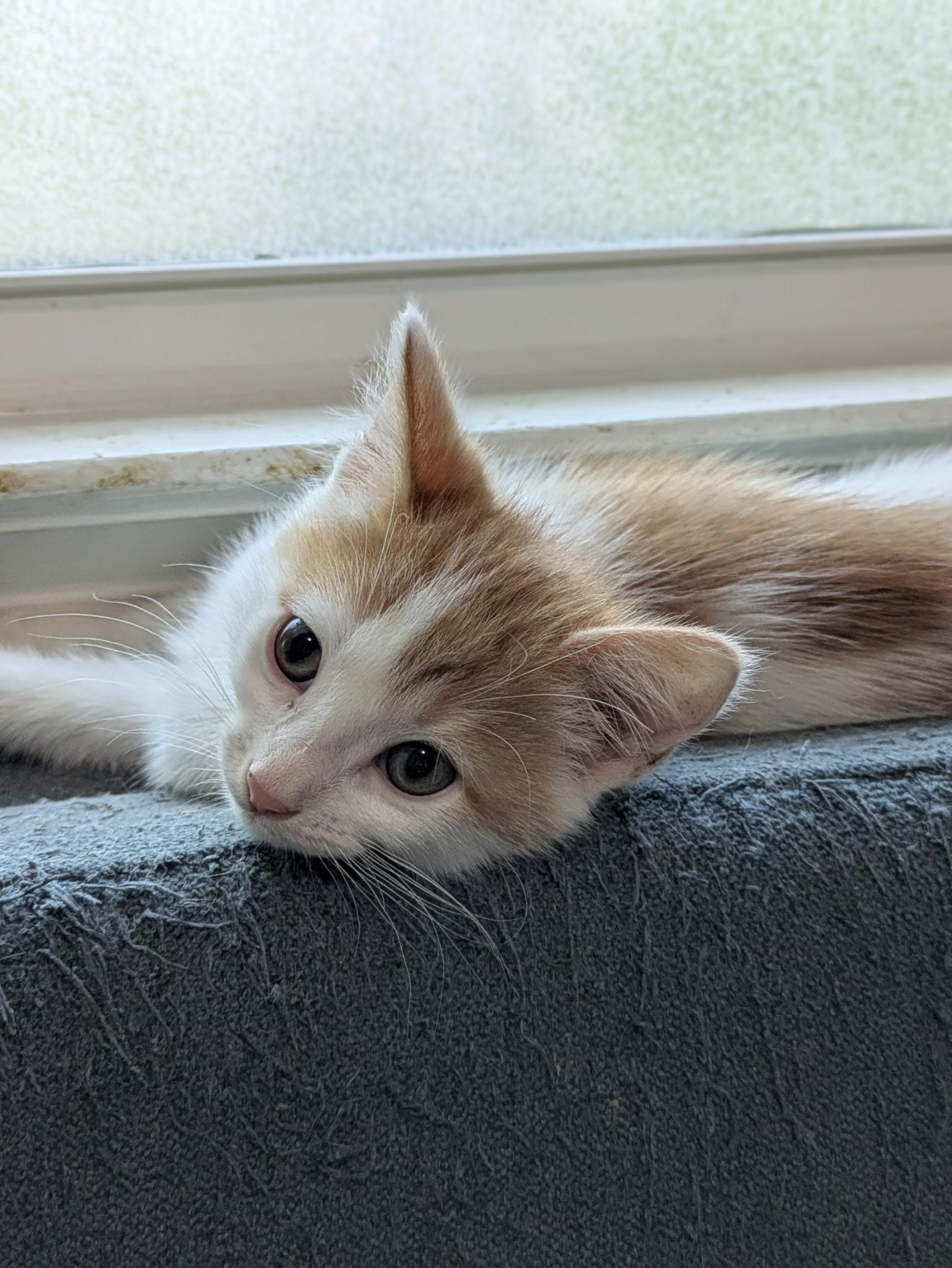 Enlarge Roland, a Adoptable Domestic Short Hair in Columbus, OH image 4/5