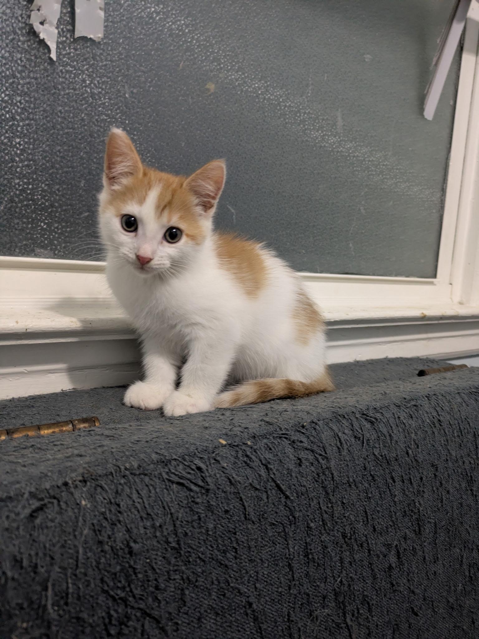 Roland, Adoptable, Kitten Male Domestic Short Hair.