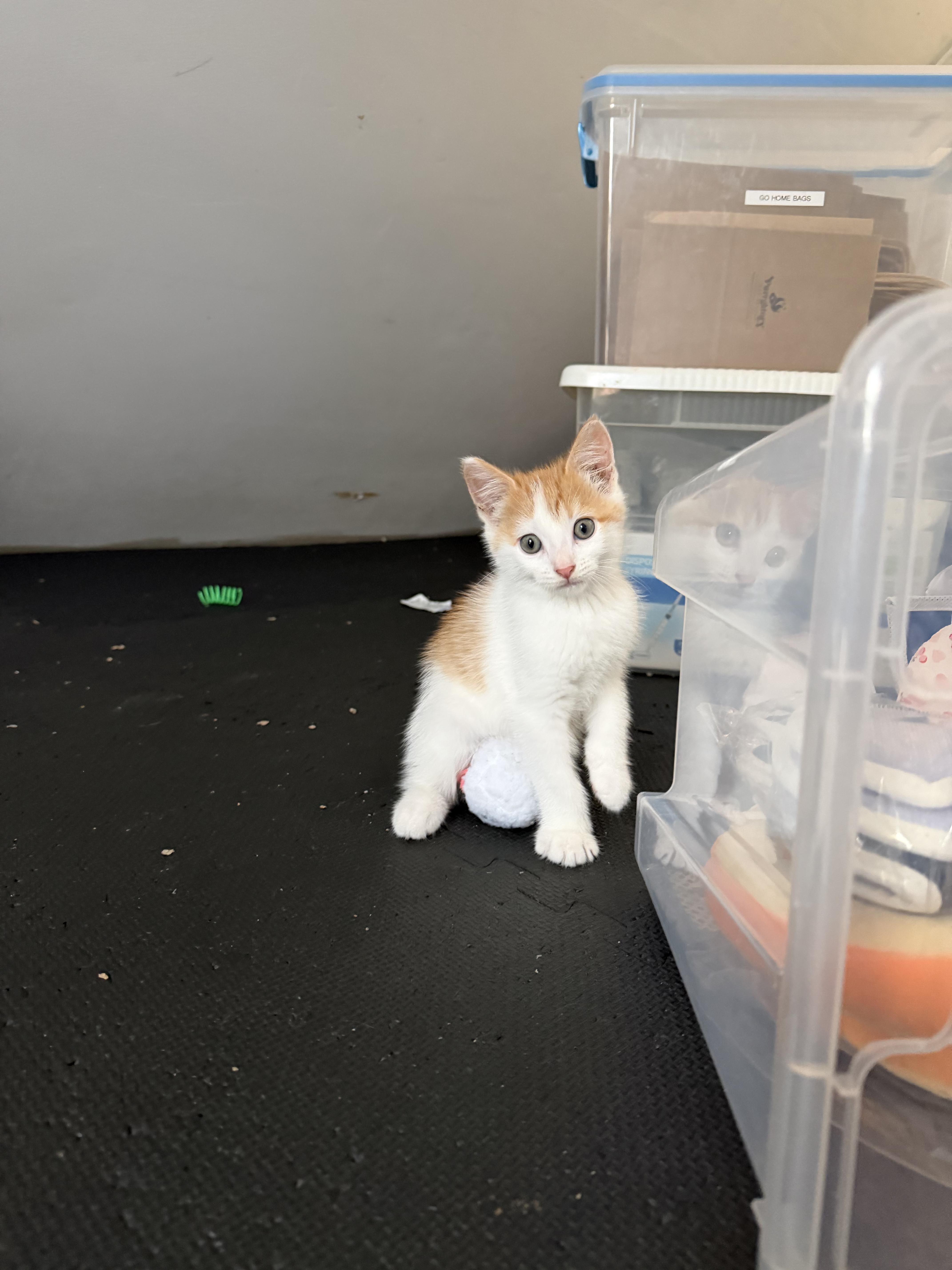 Enlarge Roland, a Adoptable Domestic Short Hair in Columbus, OH image 5/5