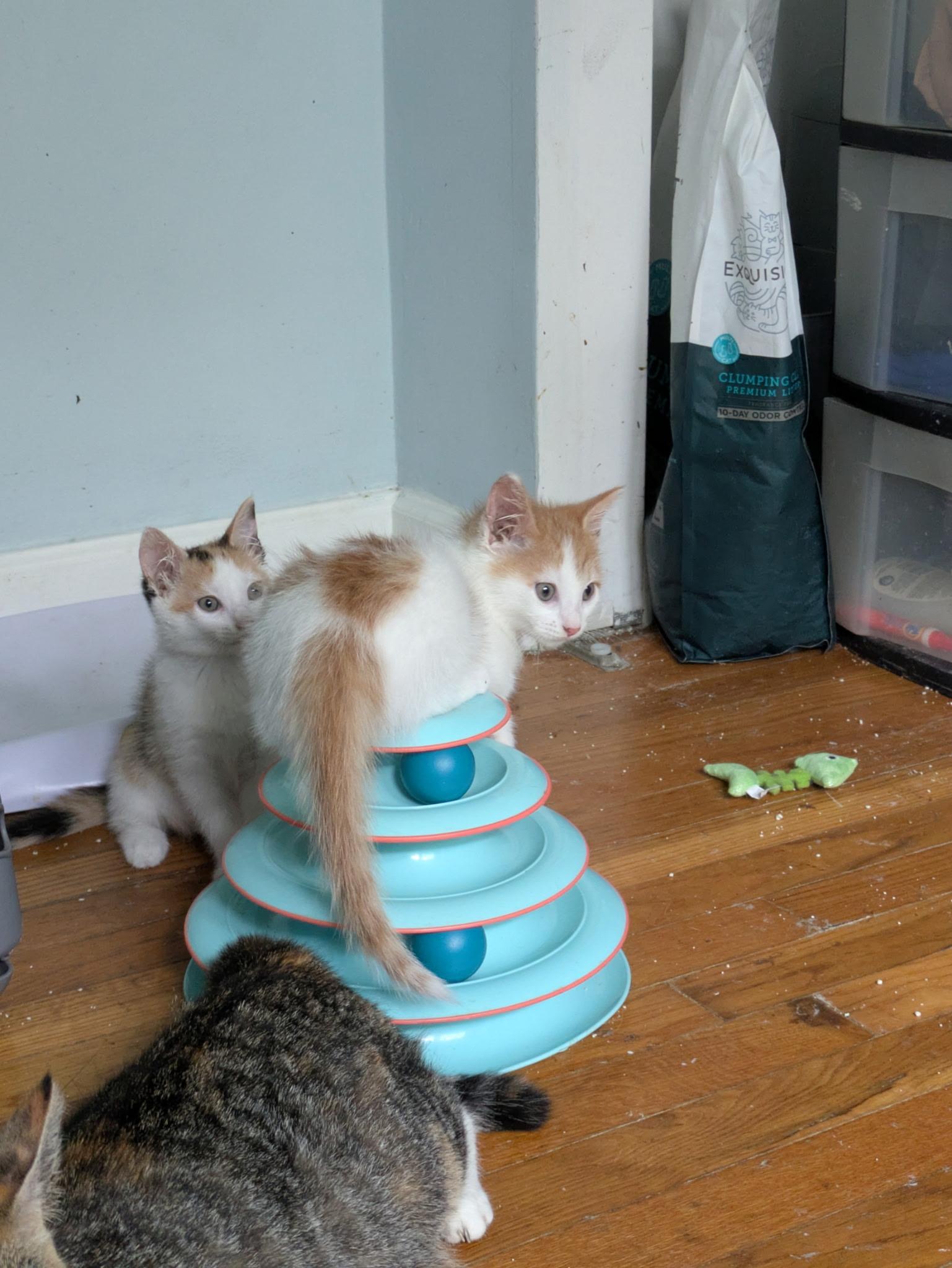 Enlarge Roland, a Adoptable Domestic Short Hair in Columbus, OH image 2/5