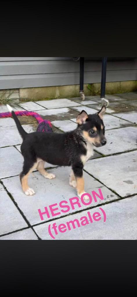 Enlarge Hesron, a Adoptable mixed breed in Indianapolis, IN image 1/1