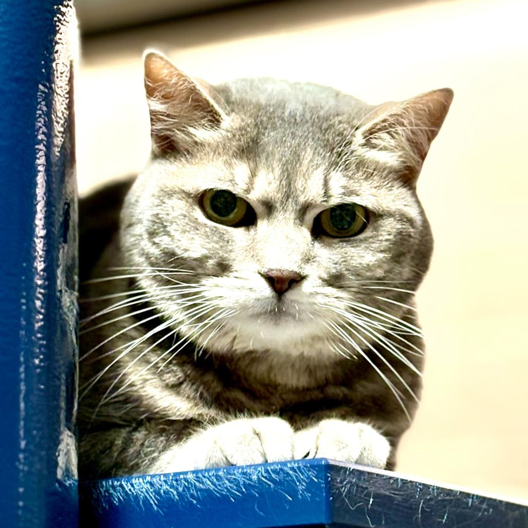 Coco — thumbnail 3