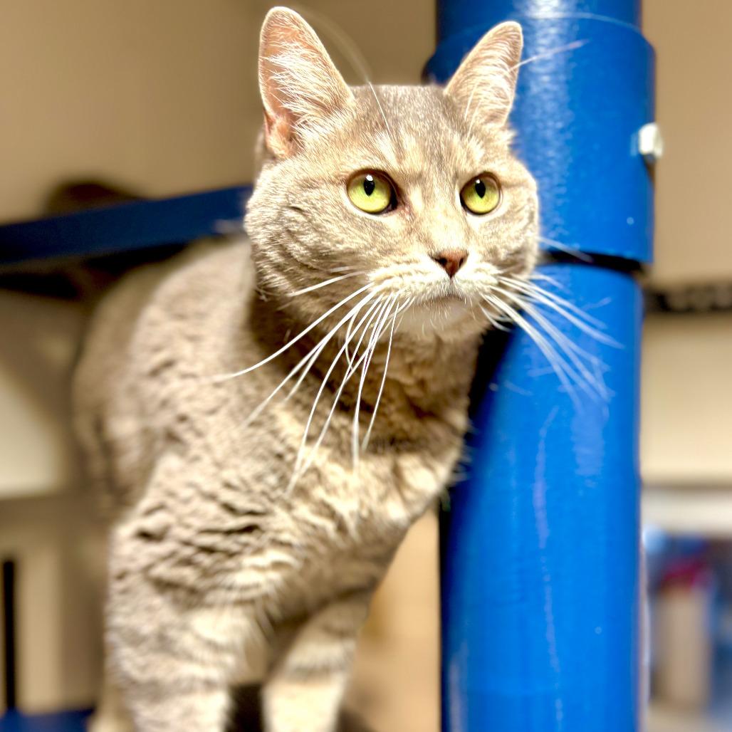 Coco — thumbnail 4