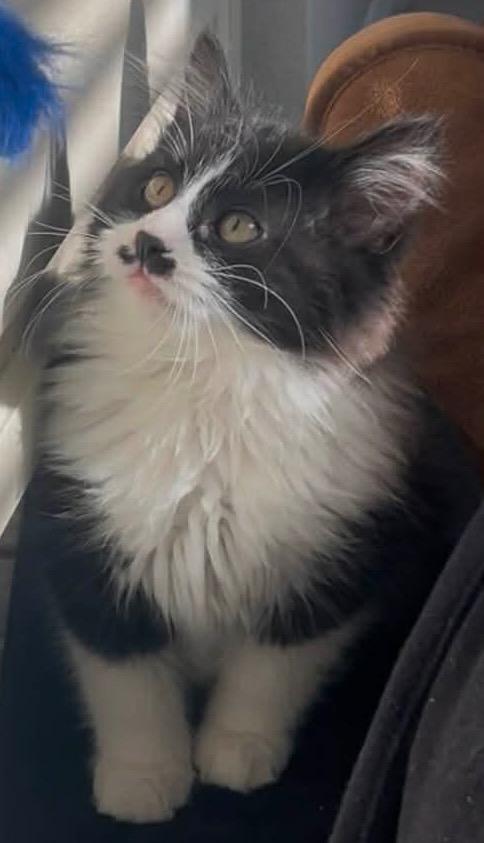 Aladdin, Adoptable, Kitten Male Domestic Long Hair.