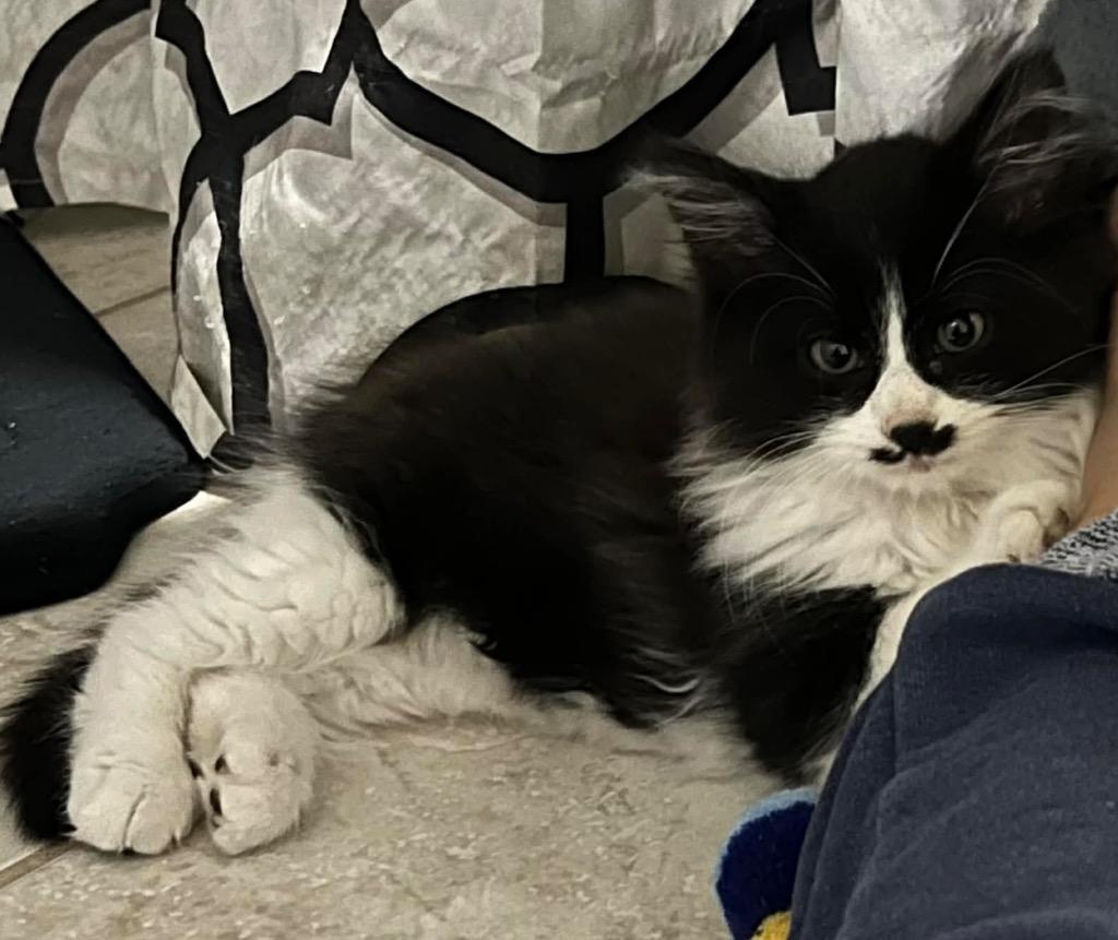 Enlarge Aladdin, a Adoptable mixed breed in Waynesville, MO image 2/3