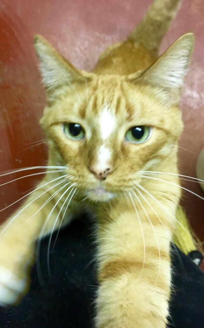 Katmandu, a Adoptable Tabby in Kansas City, MO image 1/3