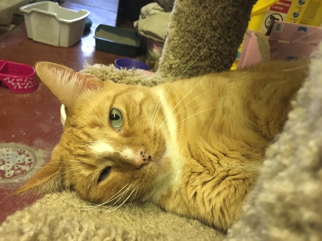 Katmandu, a Adoptable Tabby in Kansas City, MO image 2/3