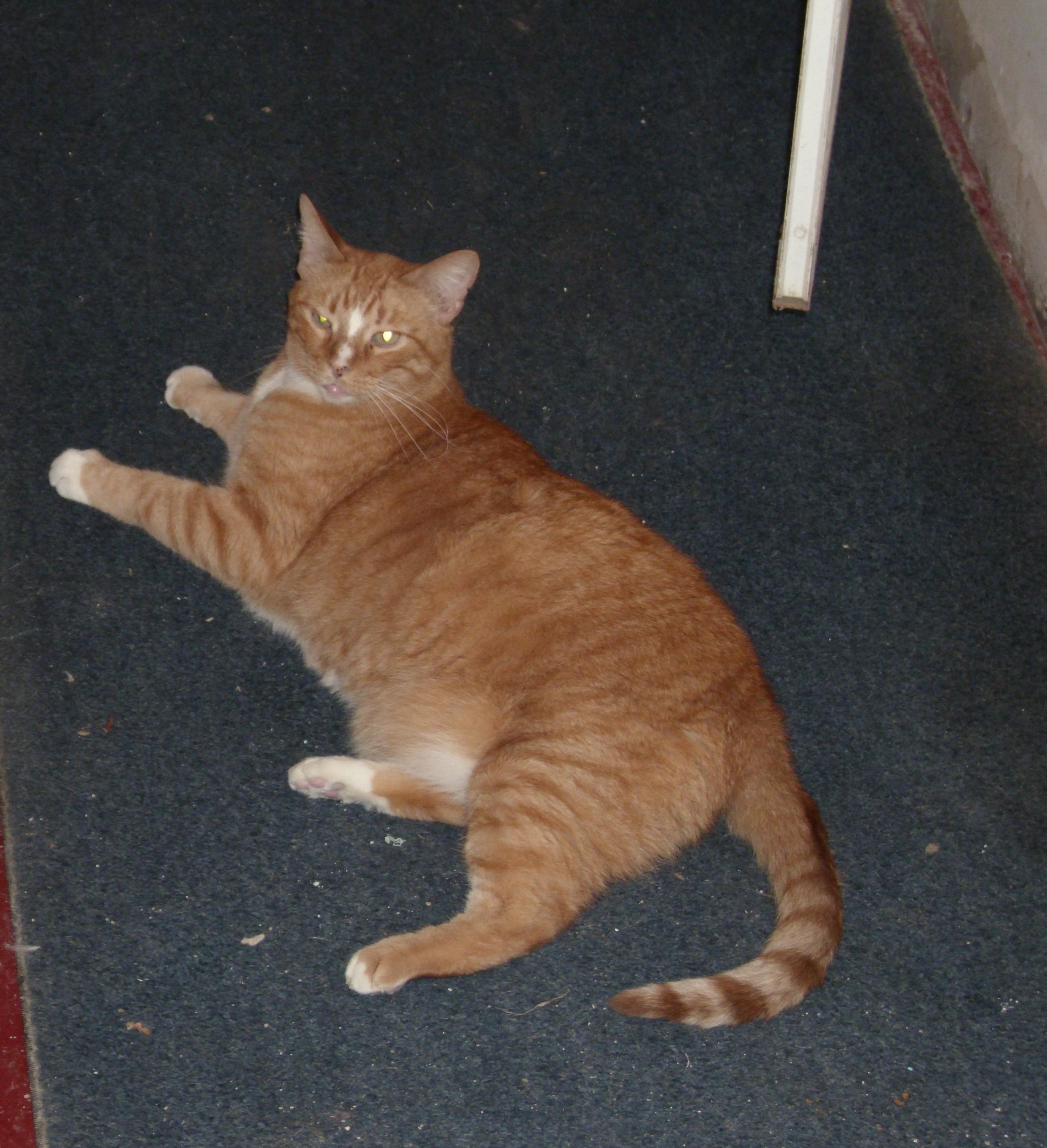 Katmandu, a Adoptable Tabby in Kansas City, MO image 3/3