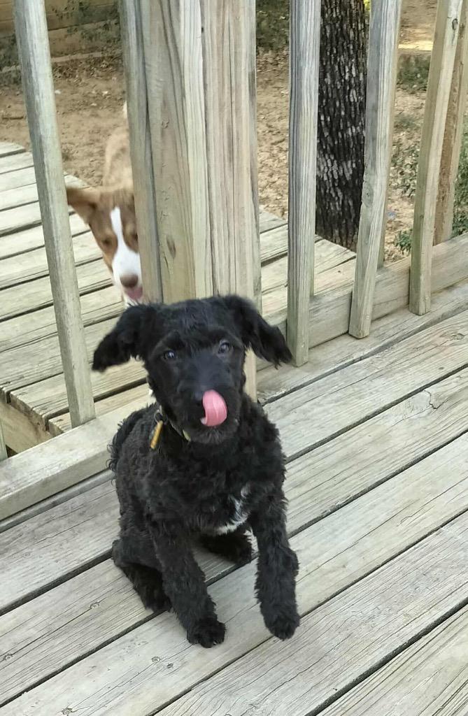 Enlarge Shadow (Crow), a Adopted Poodle in Arlington, TX image 1/2