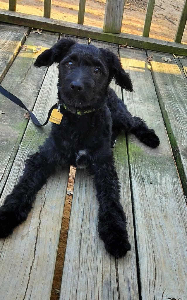 Enlarge Shadow (Crow), a Adopted Poodle in Arlington, TX image 2/2