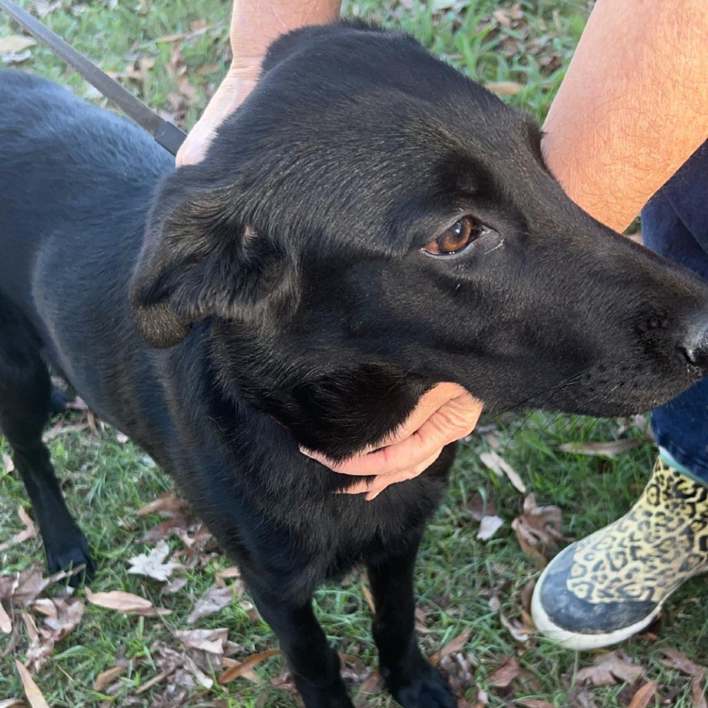 Enlarge Lily, a Adoptable Collie in Jena, LA image 1/2