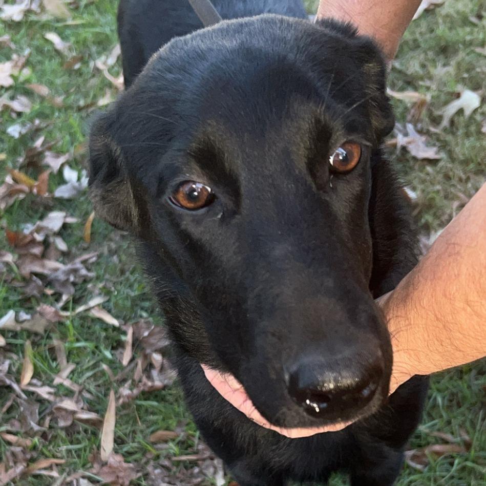 Enlarge Lily, a Adoptable Collie in Jena, LA image 2/2