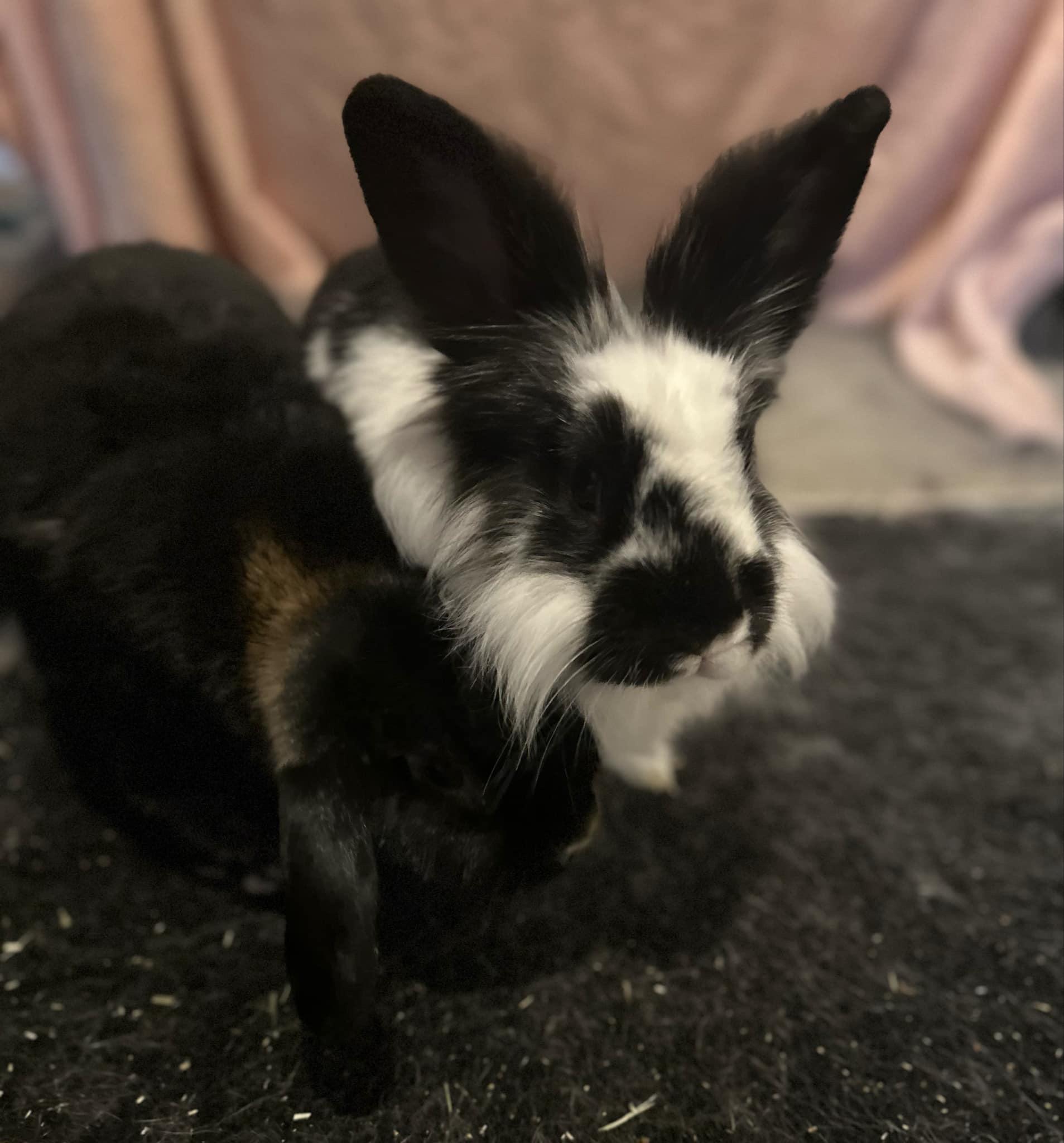 Ivan & Shadow, Adopted, Adult Male Lionhead & Holland Lop.
