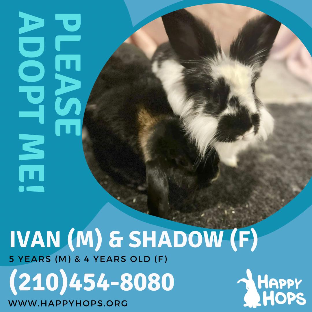 Enlarge Ivan & Shadow, a Adopted mixed breed in San Antonio, TX image 2/4