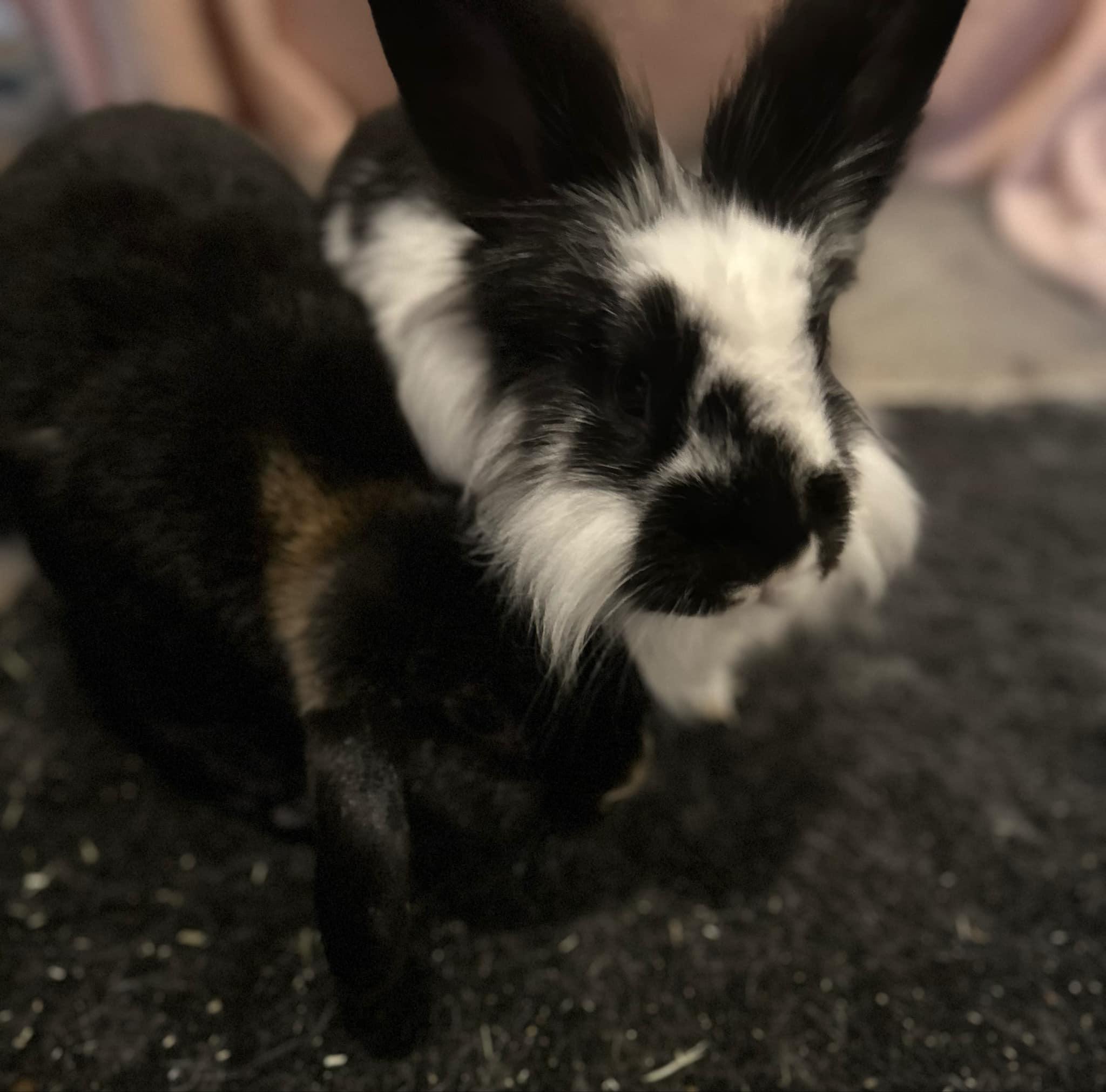 Enlarge Ivan & Shadow, a Adopted mixed breed in San Antonio, TX image 3/4