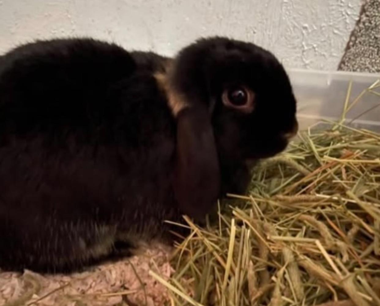 Enlarge Ivan & Shadow, a Adopted mixed breed in San Antonio, TX image 4/4
