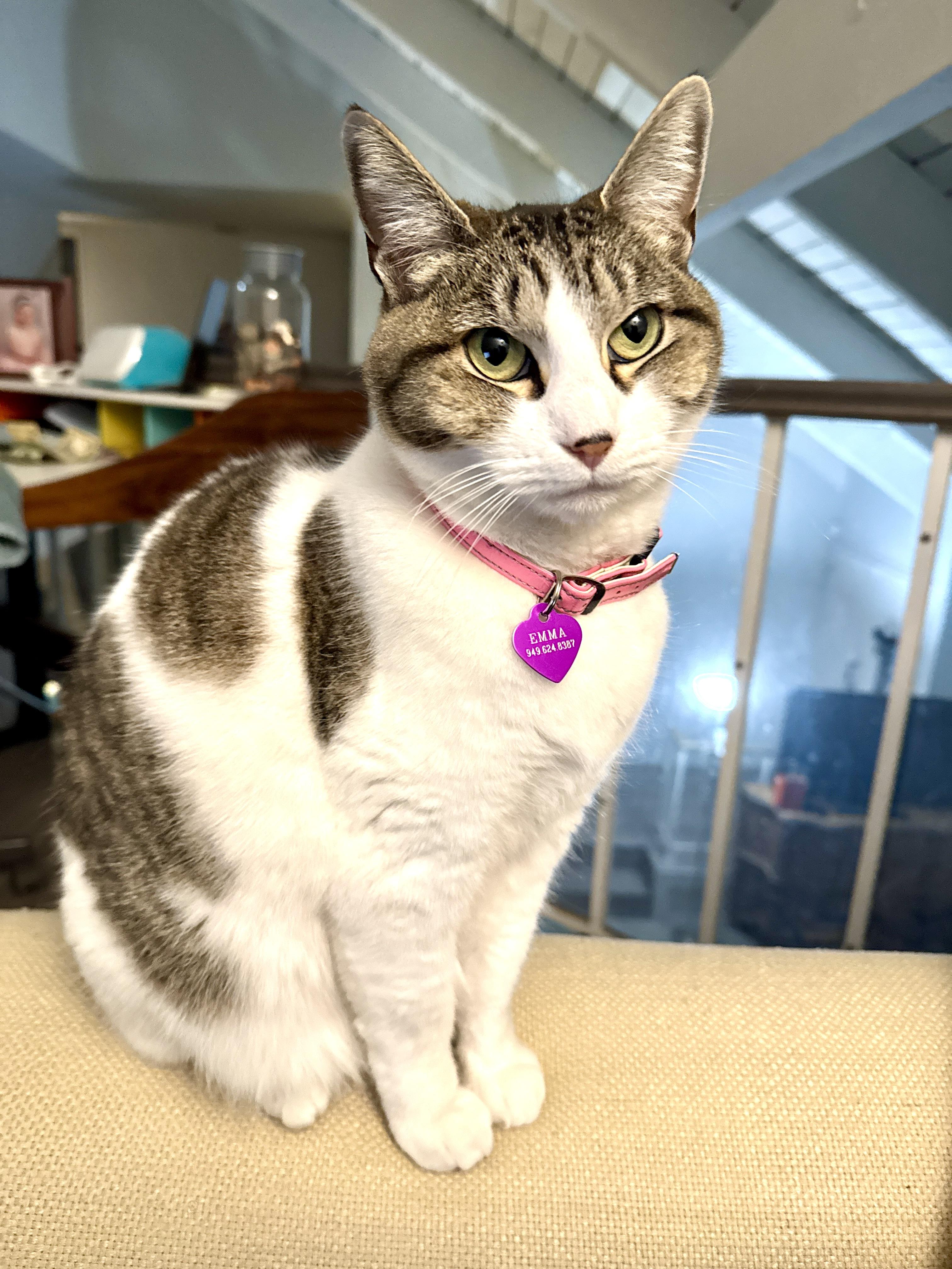 Enlarge Emma, a ADOPTABLE Domestic Short Hair in Costa Mesa, CA image 2/4