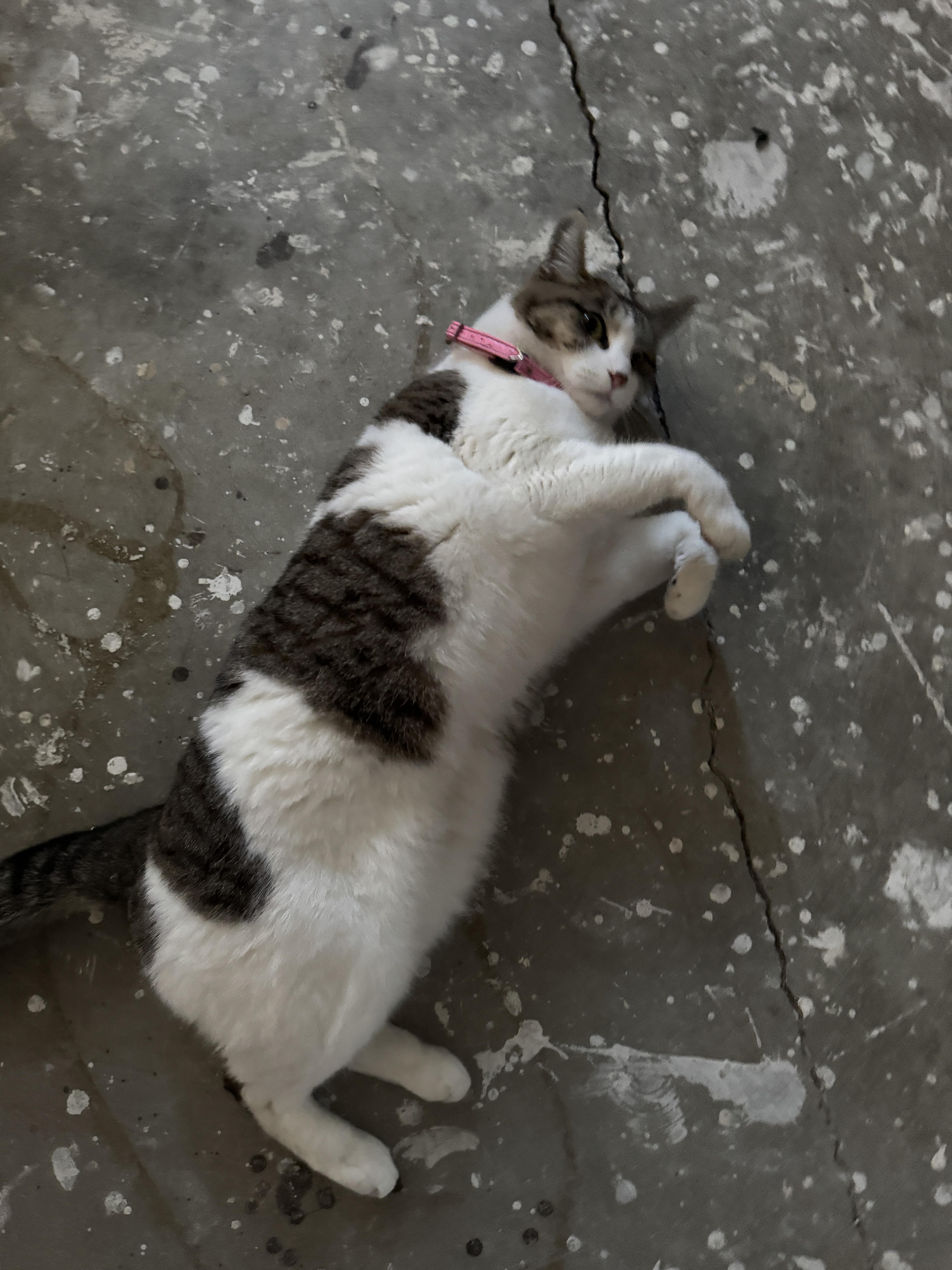 Enlarge Emma, a ADOPTABLE Domestic Short Hair in Costa Mesa, CA image 1/4