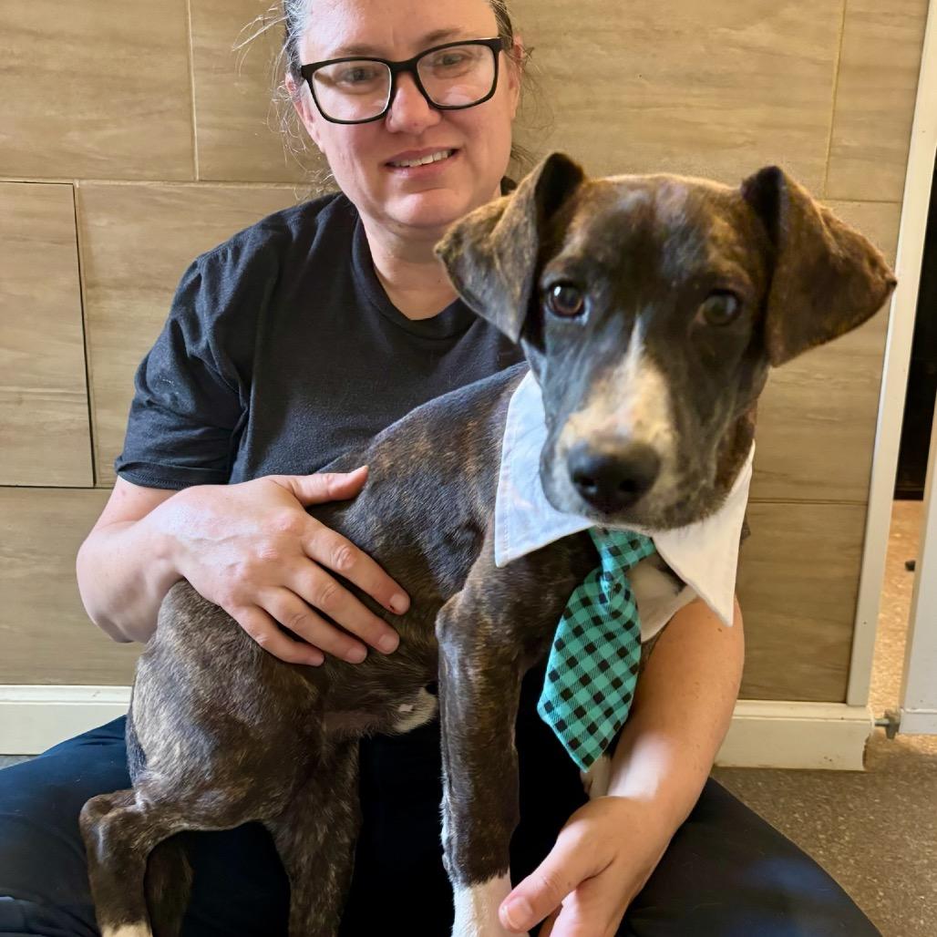 Enlarge Brennan, a Adoptable mixed breed in Metamora, MI image 2/6