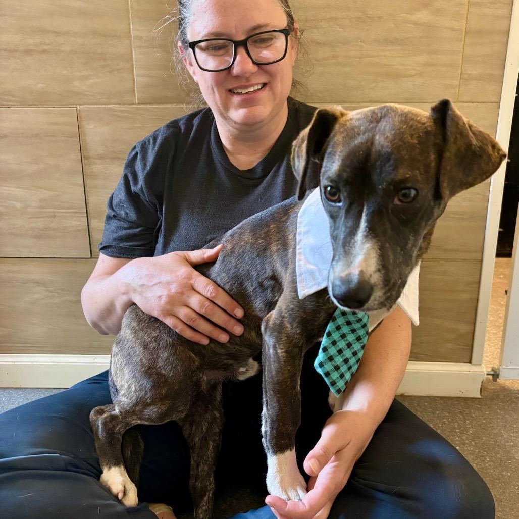 Enlarge Brennan, a Adoptable mixed breed in Metamora, MI image 3/6