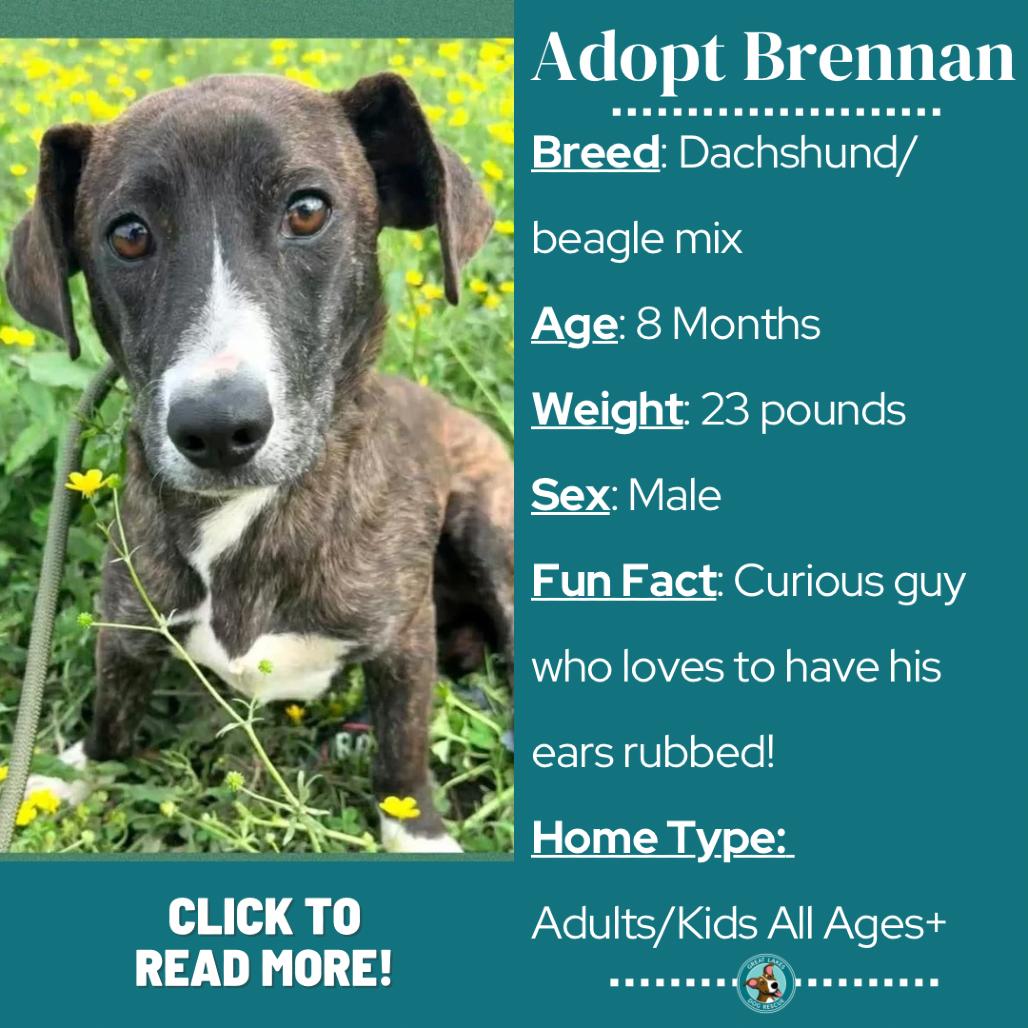 Enlarge Brennan, a Adoptable mixed breed in Metamora, MI image 4/6