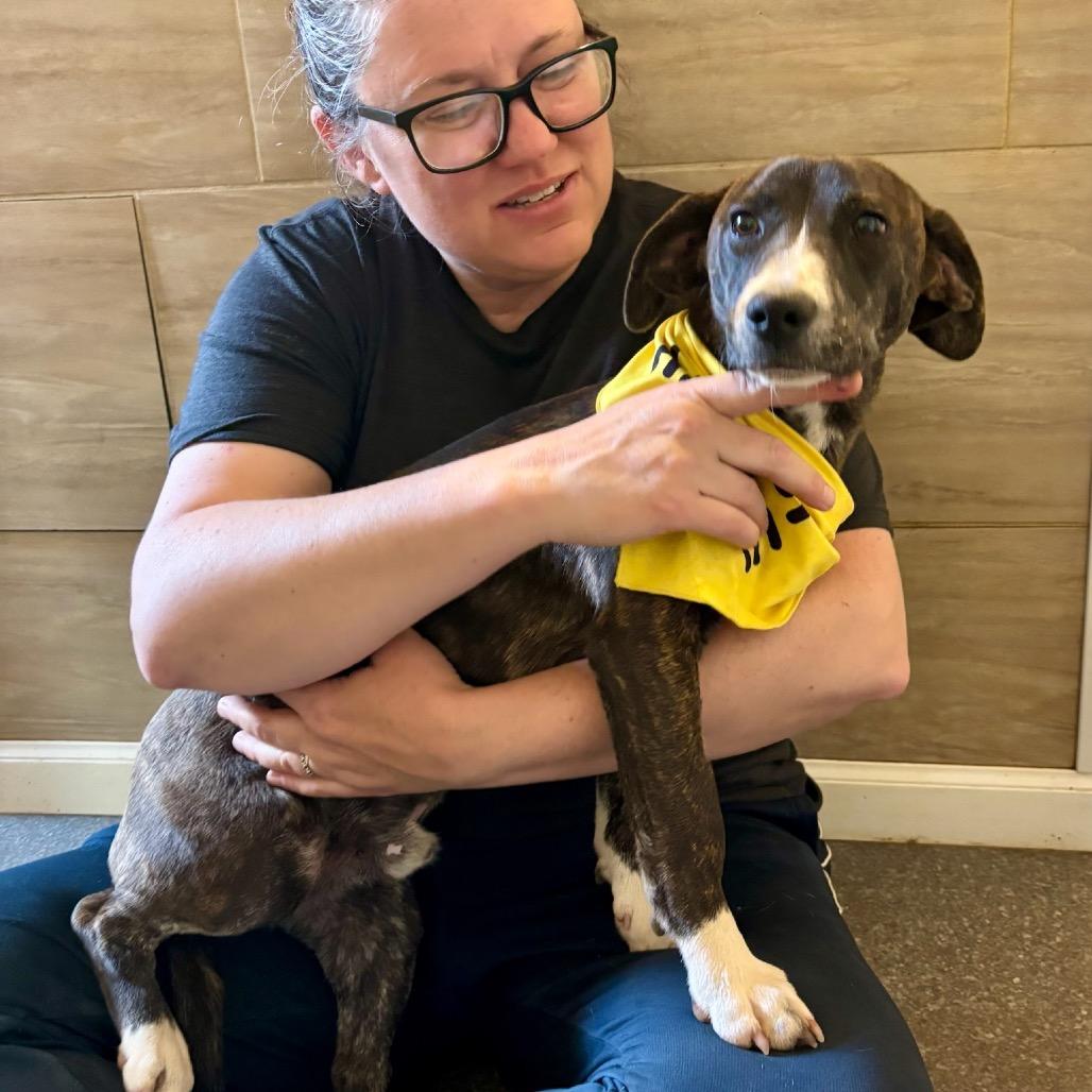 Enlarge Brennan, a Adoptable mixed breed in Metamora, MI image 5/6