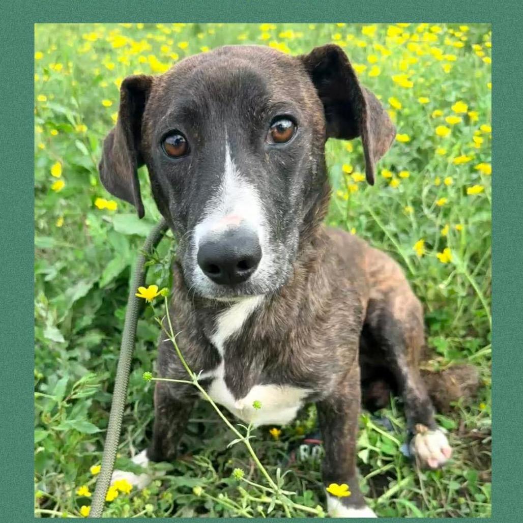 Enlarge Brennan, a Adoptable mixed breed in Metamora, MI image 6/6