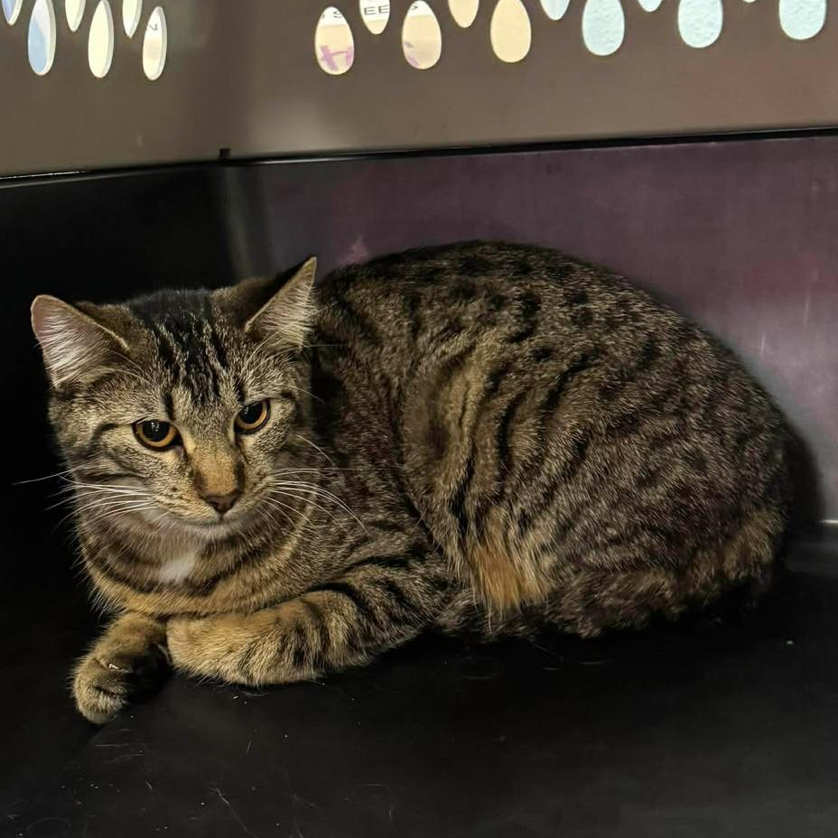 Monkey, Adoptable, Young Female Domestic Short Hair.