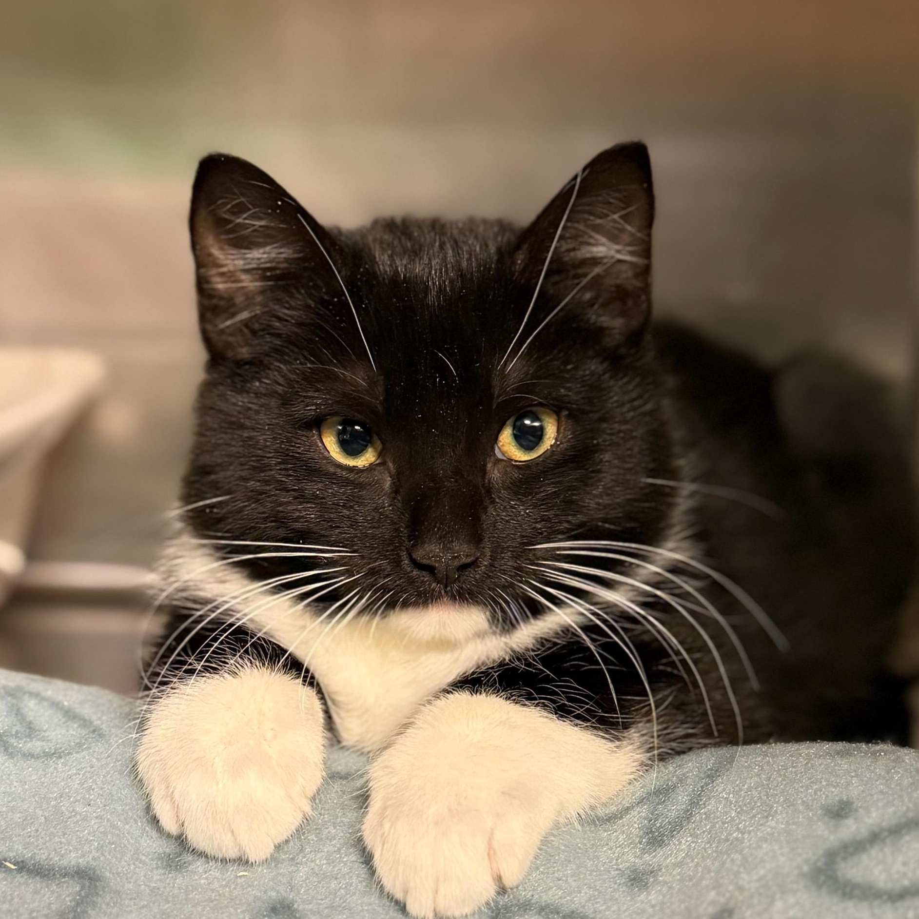 Shrimp Scampi, ADOPTABLE, Young Male Domestic Medium Hair.