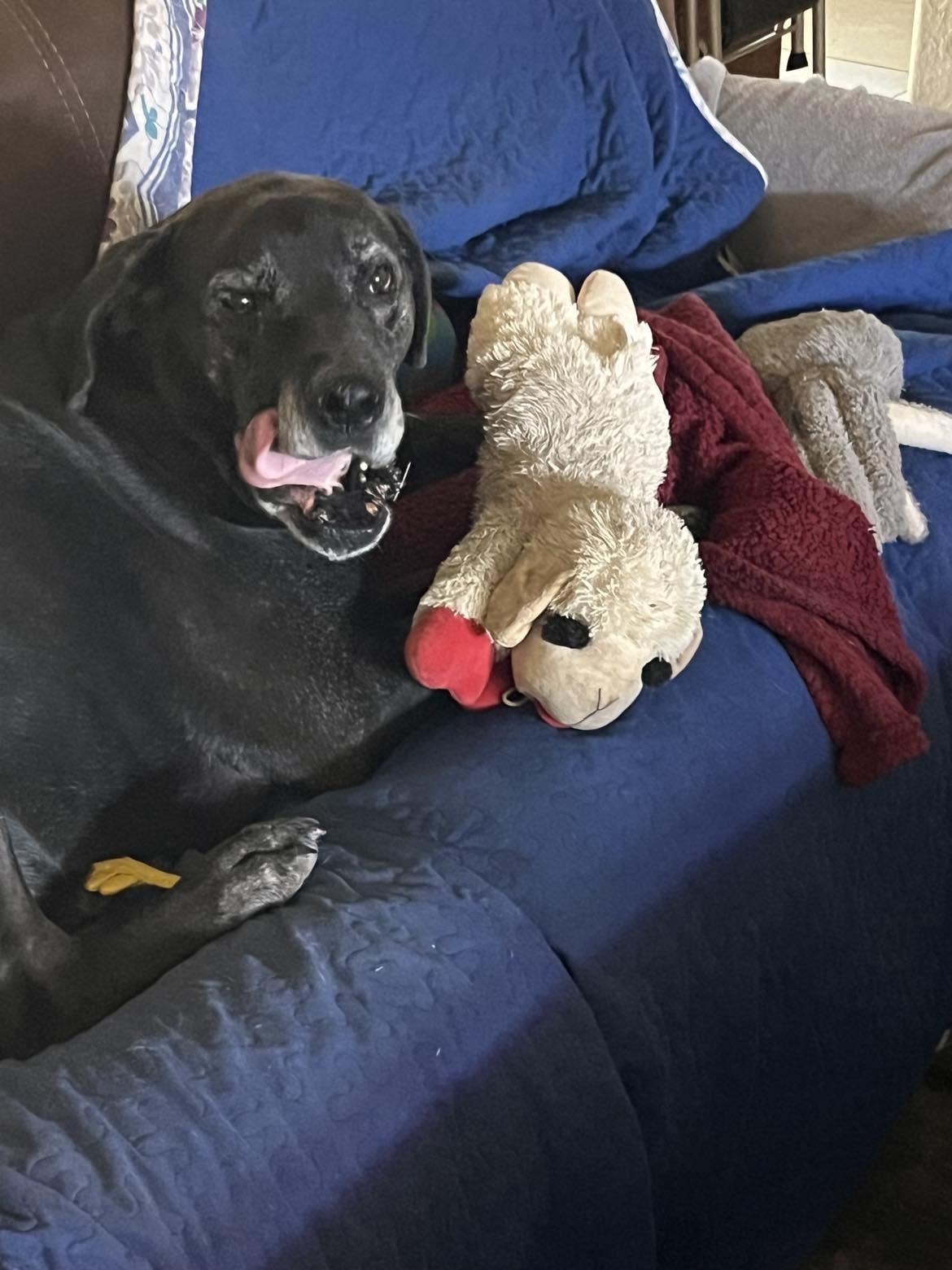 Duke, Adoptable, Senior Male Great Dane.