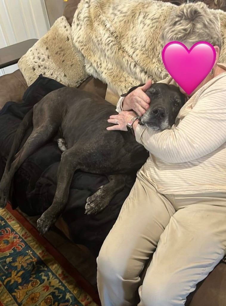 Enlarge Duke, a Adoptable Great Dane in Durant, OK image 4/6