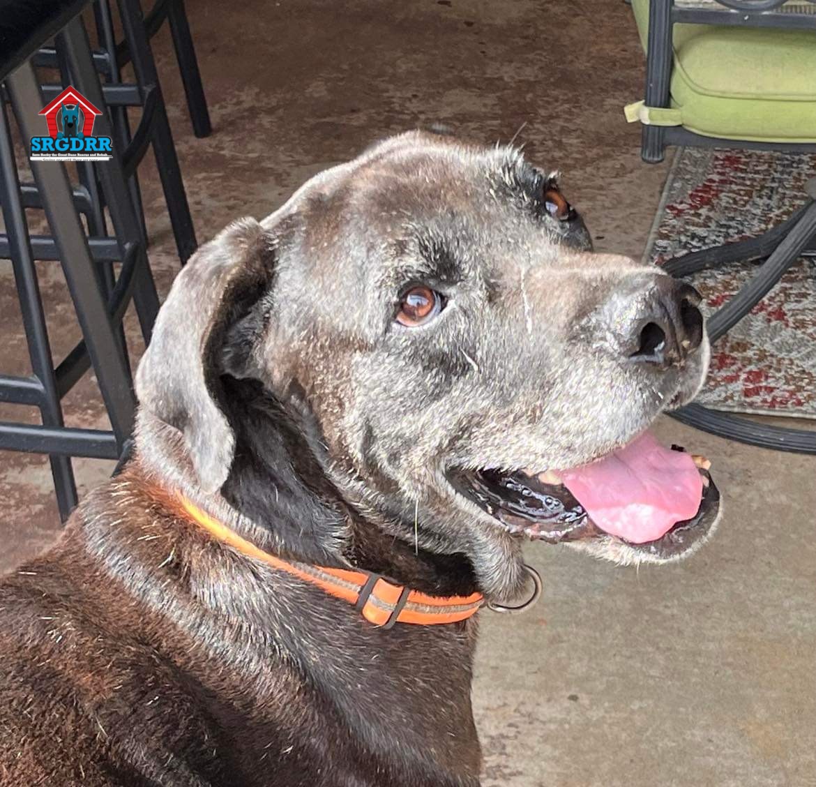 Enlarge Duke, a Adoptable Great Dane in Durant, OK image 5/6