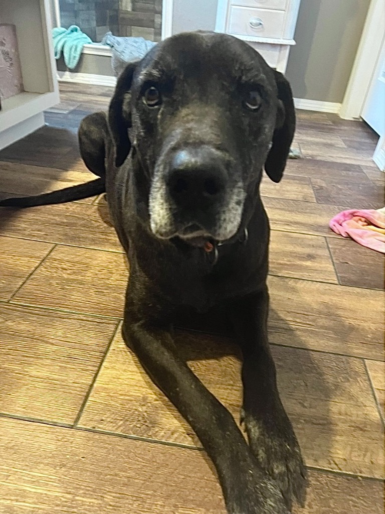 Enlarge Duke, a Adoptable Great Dane in Durant, OK image 2/6